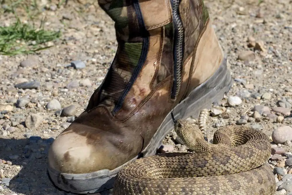 summer snake boots