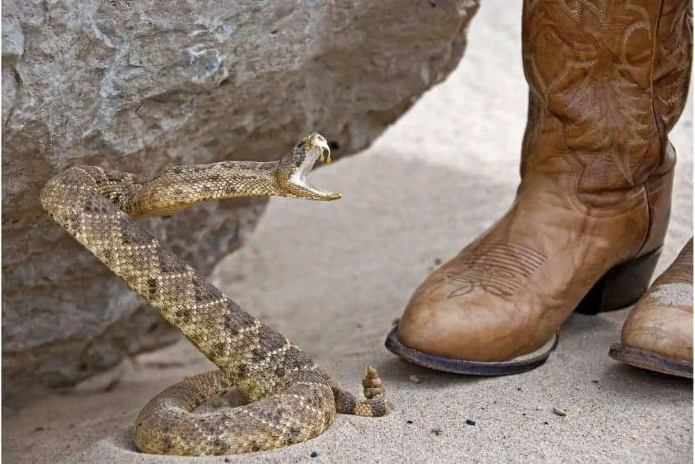 Are Regular Cowboy Boots Snake Proof