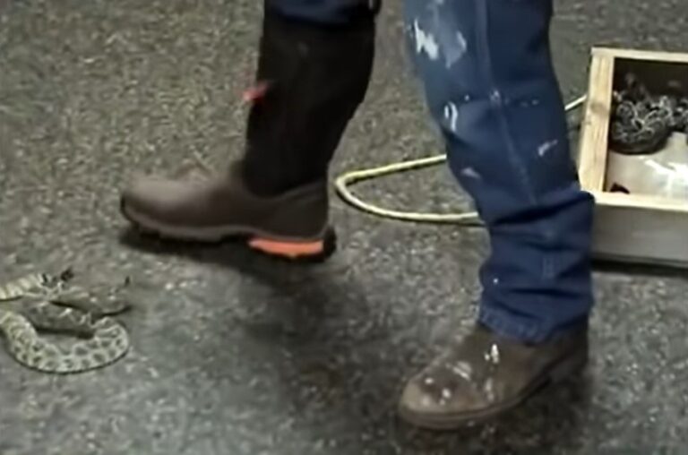 Can Snakes Bite Through Rubber Boots? Work Gearz